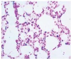 Novus Biologicals&trade;&nbsp;TACS-XL&trade; In Situ Apoptosis Kit [TACS Blue Label]